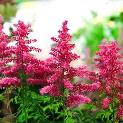 Астильба ЮНИК КАРМИН гибридная в Речице