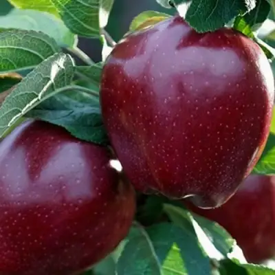 Яблоня РЕД ЧИФ в Речице