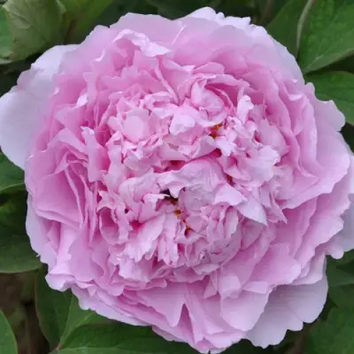 Пион ПРОЗРАЧНАЯ РОСА древовидный в Речице