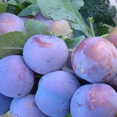 Слива НАГРАДА НЕМАНСКАЯ в Речице