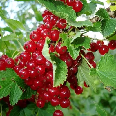 Смородина красная ГОЛЛАНДСКАЯ КРАСНАЯ в Речице