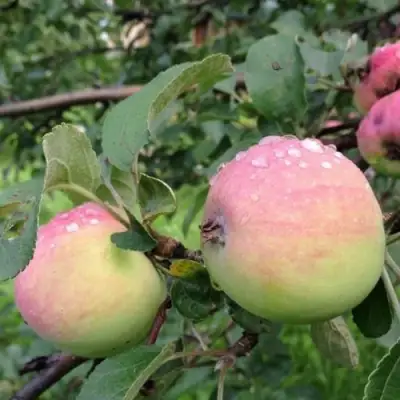 Яблоня УТРО в Речице