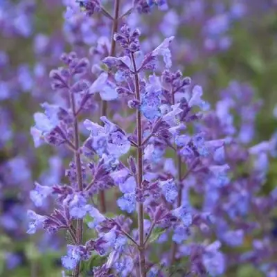 Котовник КИТ КЭТ фассена в Речице