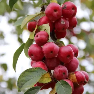 Яблоня РЕД ОБЕЛИСК колонновидная в Речице