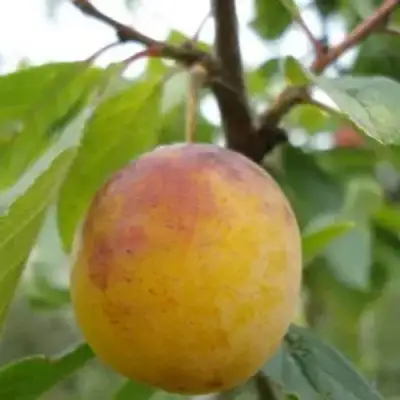 Слива ЯХОНТОВАЯ в Речице