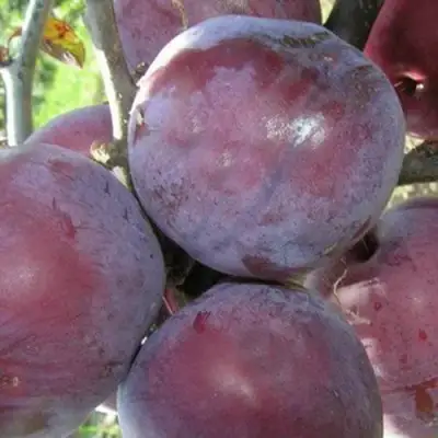 Слива ПАННА в Речице