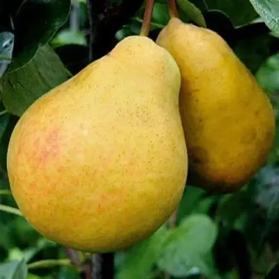 Груша ВЕЛИКАЯ ЛЕТНЯЯ (БОЛЬШАЯ ЛЕТНЯЯ) в Речице