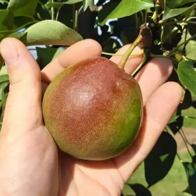 Груша КУПАЛА в Речице