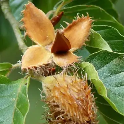 Бук обыкновенный в Речице