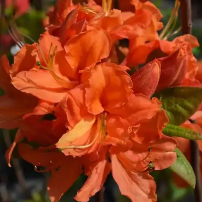 Азалия МАНДАРИН ЛАЙТС листопадная в Речице