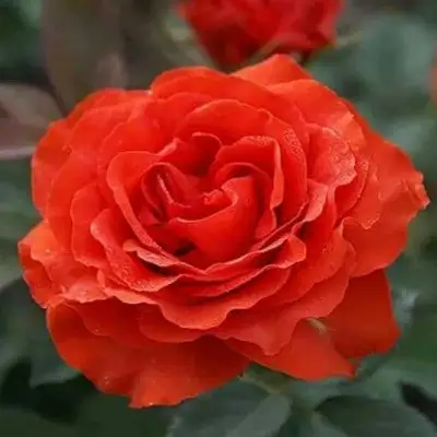 саженцы розы Эль Торо