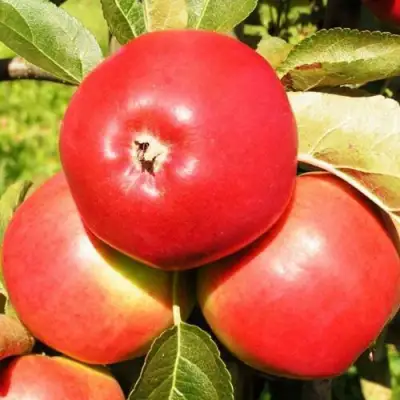 Яблоня СЯБРЫНА в Речице