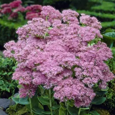 Очиток (седум) БРИЛЛИАНТ в Речице