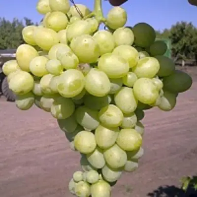 Виноград АРКАДИЯ в Речице