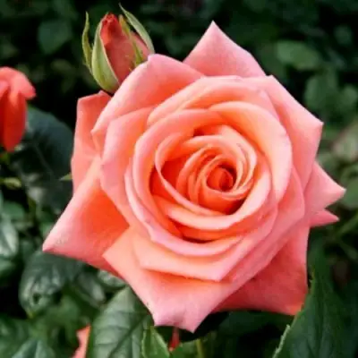 Роза ВАУ чайно-гибридная в Речице