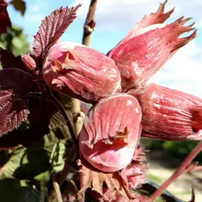 Фундук АЛЫЙ ПАРУС в Речице