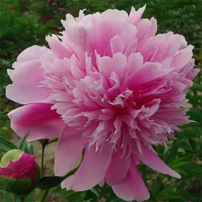 Пион ГОЛУБАЯ ХРИЗАНТЕМА травянистый в Речице