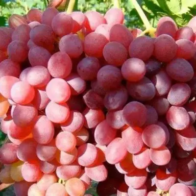 Виноград КИШМИШ КРАСНЫЙ в Речице