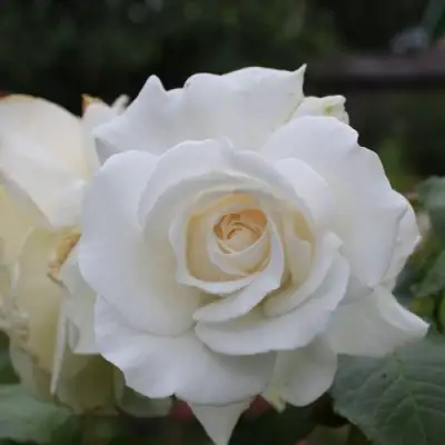 Роза АНАСТАСИЯ чайно-гибридная в Речице