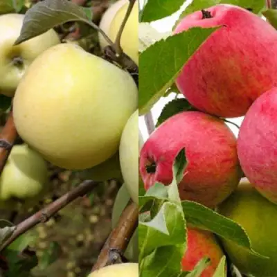 Комплект ЯБЛОЧНЫЙ ТАНДЕМ в Речице