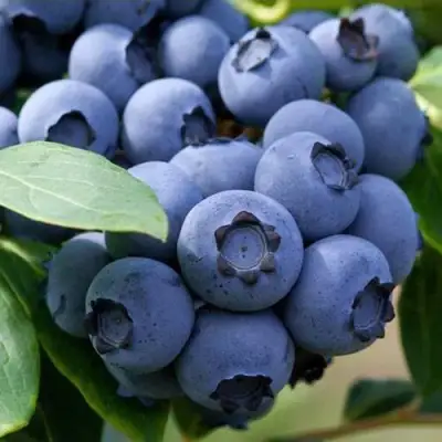 Голубика СПАРТАН в Речице