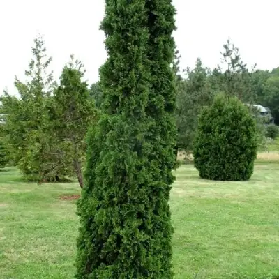 Туя ДЕГРУТ СПАЙР западная в Речице