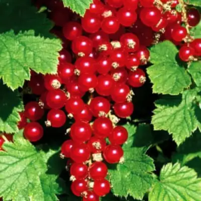 Смородина красная РЕД ЛЕЙК в Речице