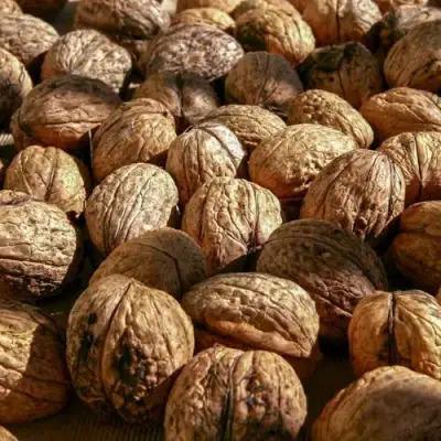 Грецкий орех ПИНСКИЙ в Речице