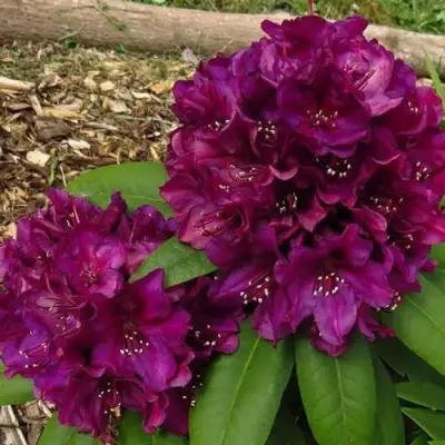 Рододендрон ПОЛАРНАХТ в Речице