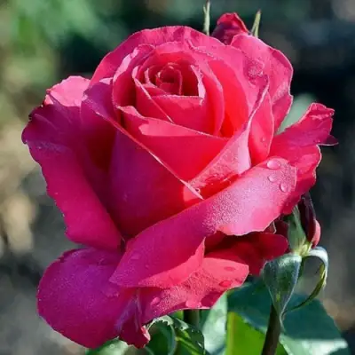 Роза ВИЕН РОУЗ чайно-гибридная в Речице