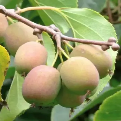 Актинидия ГИБРИДНАЯ КОЛБАСИНОЙ в Речице