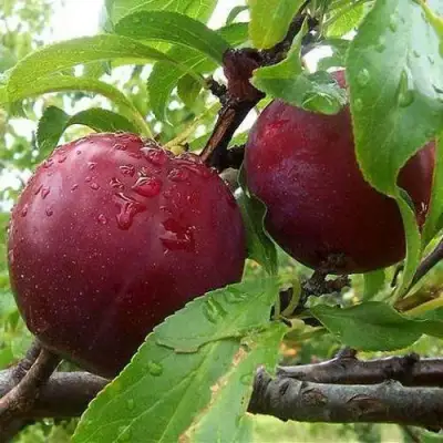 Слива КЛЕОПАТРА в Речице