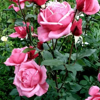 Роза ЭЙФЕЛЕВА БАШНЯ чайно-гибридная в Речице