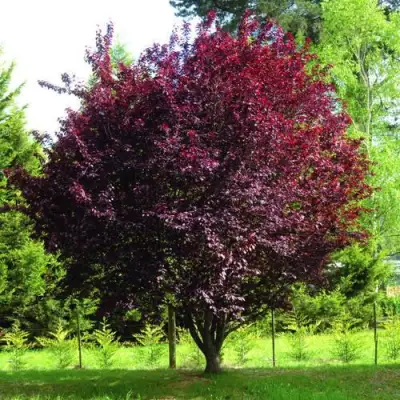 Слива НИГРА растопыреная в Речице