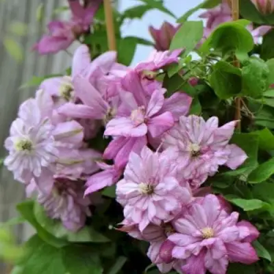 Клематис ИННОСЕНТ ГЛАНС в Речице