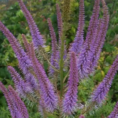 Вероникаструм ФАСЦИНЕЙШН в Речице