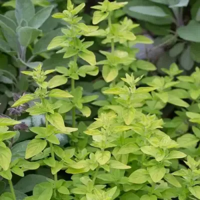 Душица ТАМБЛС ВАРИЕТИ обыкновенная в Речице