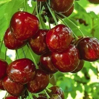 Черешня БУРЛАТ в Речице