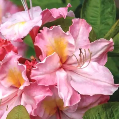 Азалия СЕССИЛЬ листопадная в Речице