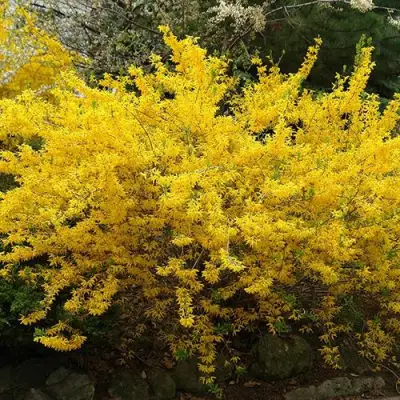 Форзиция ГОЛДЗАУБЕР средняя в Речице