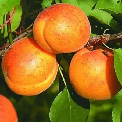 Абрикос СПАДЧЫНА в Речице