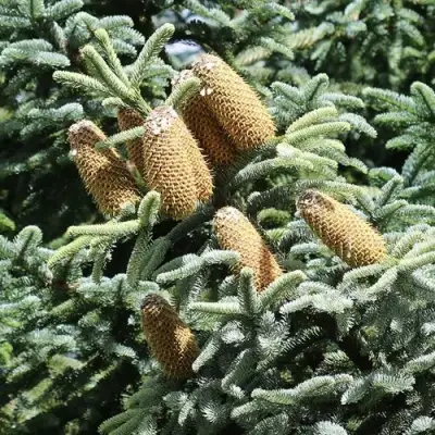Пихта благородная в Речице