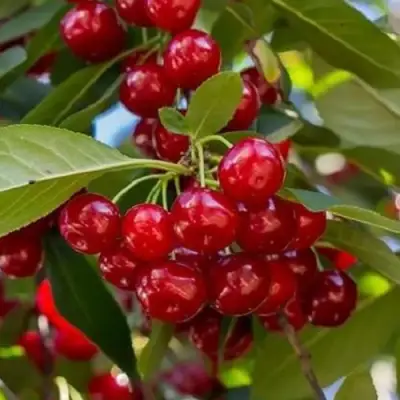 Вишня ГИРЛЯНДА в Речице