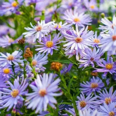 Астра ЛИТТЛ КАРЛОУ сердцелистная в Речице