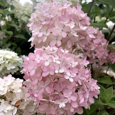 Гортензия БОМБШЕЛ метельчатая в Речице