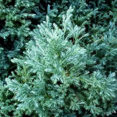 Кипарисовик БУЛЕВАРД горохоплодный в Речице