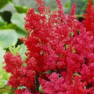 Астильба ЭТНА Арендса в Речице