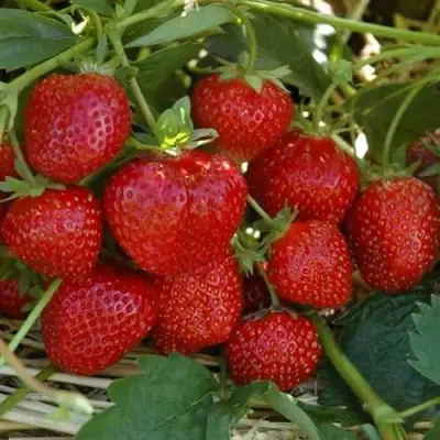 Клубника ЗЕНГА-ЗЕНГАНА в Речице