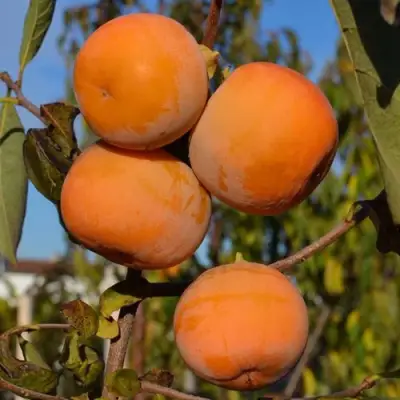 Хурма РОССИЯНКА в Речице