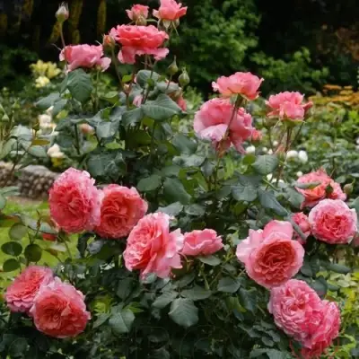 Роза ЛОРАН КАБРОЛЬ шраб в Речице